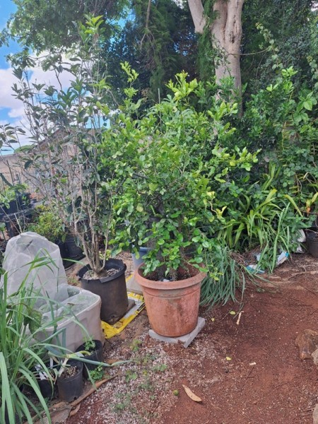 moved one of the kaffir limes about 10 ft
