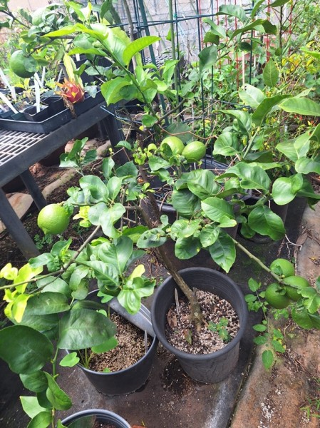 lemons and calamansi are fruiting and growing now.  I fertilized the containers.