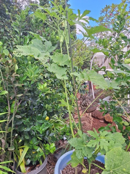 Okra did not like the move getting chewed by beetles and menaced by the leaf hoppers.