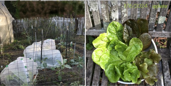 Spiral Garden after clean up and Lettuce harvest