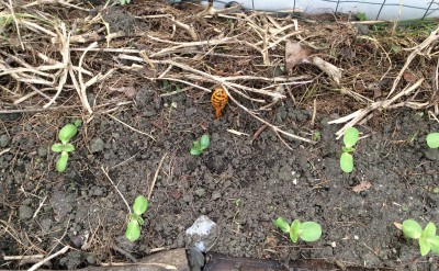 Cucumbers in VGD sunflower row