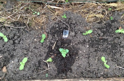 Watermelon in VGB sunflower row