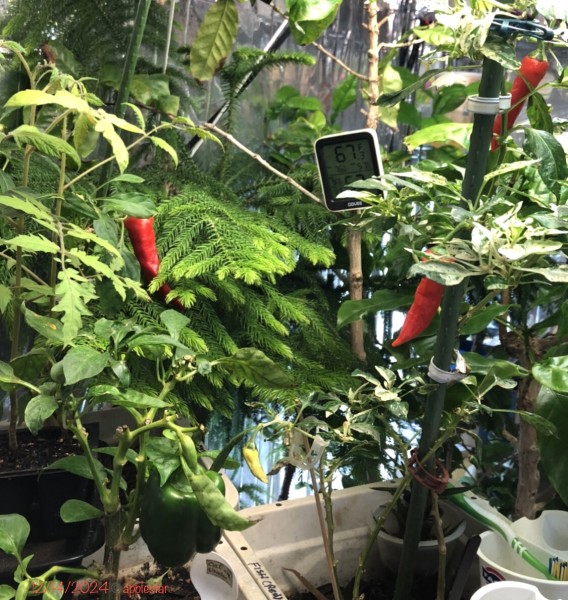 Green Room peppers