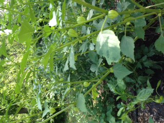 tomatillos.JPG