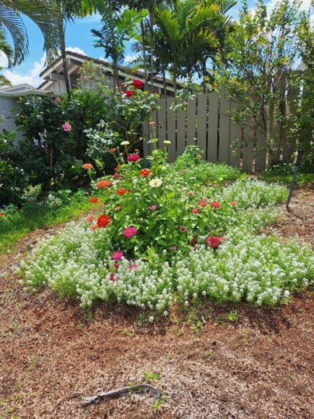my new pollinator garden, alyssum, cosmos, zinnias, should be marigolds and sunflowers, but I think the birds ate the seeds.