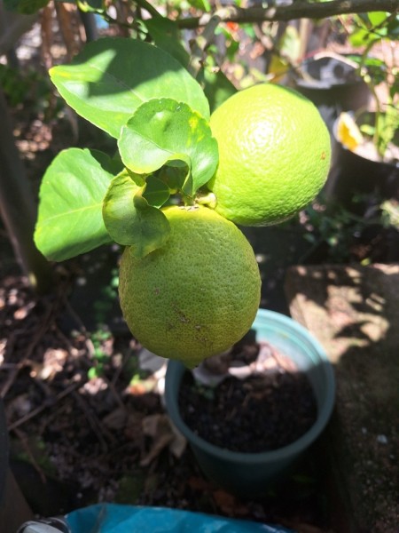 Citrus lemons, calamansi, limes, and Okinawan tangerines have been falling.  I planted some of the seeds for rootstock.