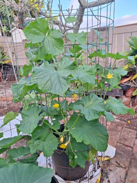 The February Cucumber