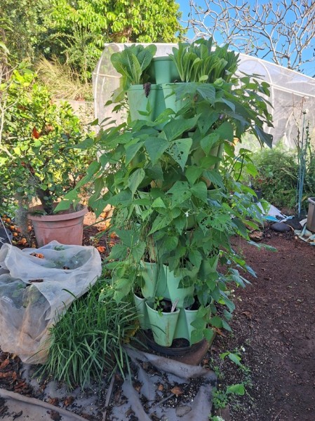 7 tier tower has romaine lettuce on top, Maxibel and provider beans (almost ready to harvest,) green onions, and peppers on the lower tiers. The pot in the foreground has the 4th set of Soarer cucumbers planted this year.