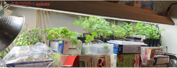 Tomatoes, peppers, eggplants, flowers… peanuts and CELERIAC in Winter Wonderland