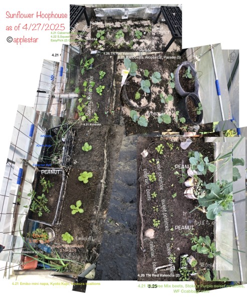 2025 Sunflower Hoophouse