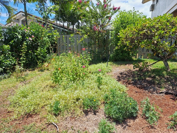 Progress of planting out the front flower beds. Dead headed zinnias. The recovered crepe mrytle is blooming.  Myrtles can no longer be imported into the state.  I grew this from a seed  almost 30 years ago.