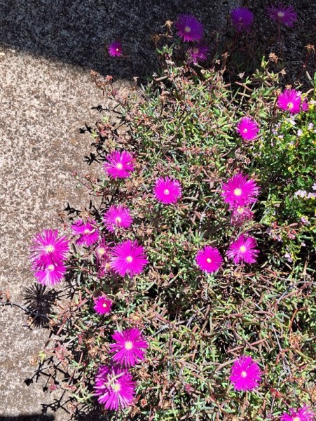 akulikuli, iceplant blooms in Spring.