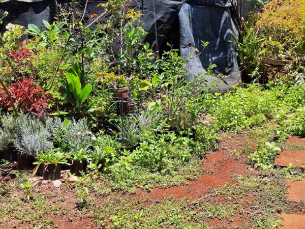 My inner courtyard.  I sprayed the weeds yesterday Bitter melon, rani tulsi, tomato, purslane, spurge. There was so much rain some of the spurge had mildew. It will take a week before these die and some like the purslane may still need to be dug out because it has shiny leaves.