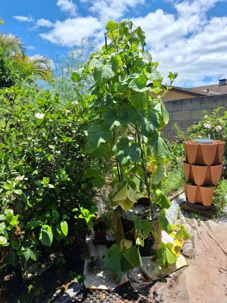 Cucumber showing its age but still producing. Part of the 5 tier tower has been dismantled in the back