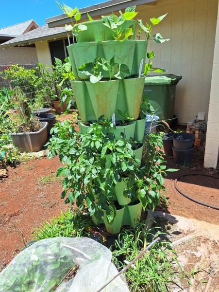 6 tier tower planted with beans, jlapeno and shishito peppers and green onions.  Note to self: I should not plant beans,nasturtiums, and green onions near each other.
