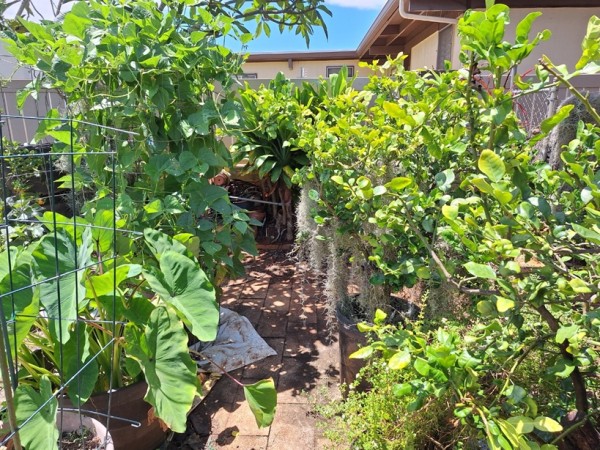 two kaffir limes and Jamaican oregano on the right.  Dasheen and the bean tower on the left.  The bean pot is planted with Poamoho Pole beans. It is trying to get onto the plumeria tree. And underplanted with Provider bush beans.  I need to pull them out.  From the other side it shows more of the fungal disease because that side is thinner and where I water from and it is in the shade.