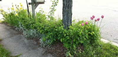 Do you see the poison ivy? I wanted to trim the stepovers, and cut down that tall volunteer in the middle....