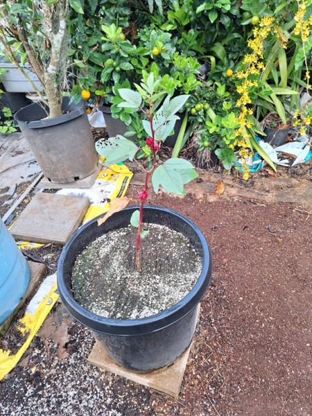 Roselle has new growth less than a week from transplanting.  The Chinese rose beetles have already found it too.