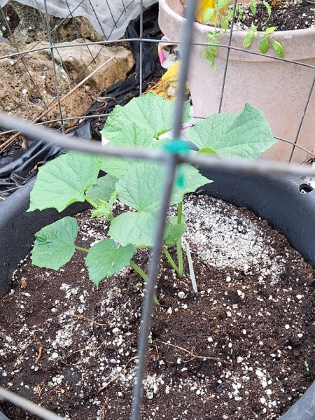 cucumber transplants have doubled in a week after transplant.  I have switched to Southern Delight cucumber.  In summer I switch to more heat tolerant cultivars.  Southern Delight, Beit Alpha, Ashley, Dasher, Suyo Long, or Summer Dance are the ones I usually go to June-August. Then I will switch back to Soarer.