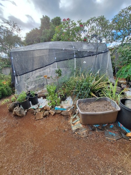 I put 50% shade cloth over my hoop house. the shade cloth is 10x20. My hoop house is 7 ft at the peak and 6 ft wide, 16 ft long.  I have most of the shade cloth covering the top, west and south sides of the hoop house. The side you see faces east so it lets light in. It is noticeably cooler under the shade cloth. I am still working on clearing the weeds and laying down landscape fabric under the plumeria trees.  It will provide dappled shade for some of the plants like the tomatoes that are not that heat tolerant.  My summer temperature gets around 88 degrees on most days in summer but the nights are in the 70's.