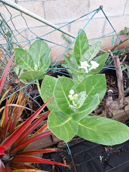 White crown flower. It is popular for food for monarchs because it is a giant milkweed.  The flowers can be made into lei. This particular one is considered invasive.