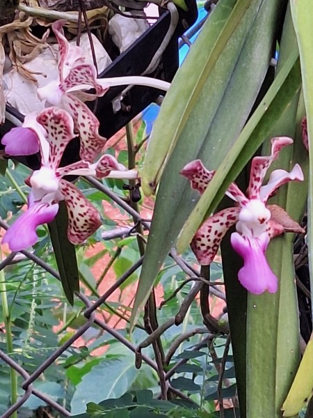 Another vanda. It may be vanda tricolor or a hybrid