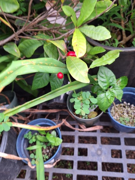 Miracle berries are also fruiting