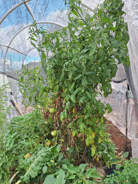 In a short time, Red Snapper now is pressing against the insect netting.  The fruits are starting to ripen. They are smaller than the first set, but I just fed it.  I am late. The garden usually needs to get nitrogen boosts every 3 months.