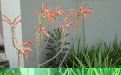 aloe-vera-with-flowers.jpg