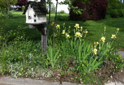 German bearded iris in the Mailbox garden