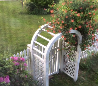 Trumpet honeysuckle and rhododendron viewed from upstairs window