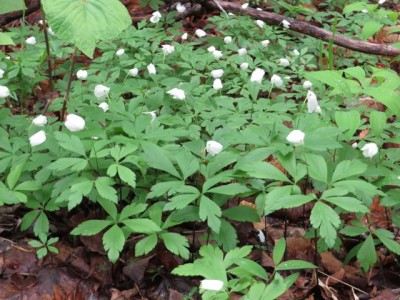 Wildflower taken 24 May 2014 in NH