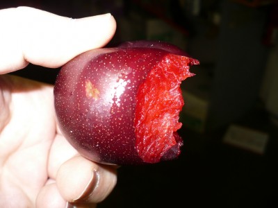 Flavor Rosa Plum.jpg