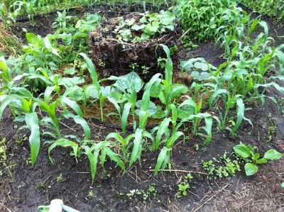 C. moschata and mixta/angeosperma and Corn Circle