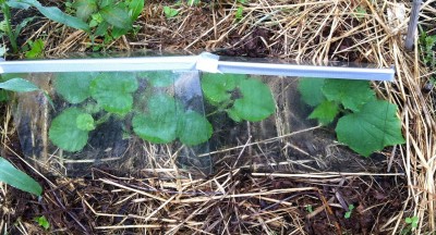 Melons under glass A-frame