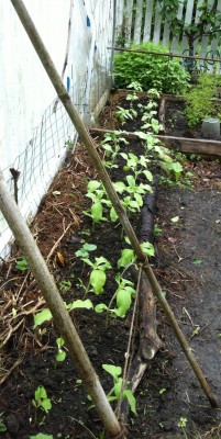 VGD-VGE-VGB fence buffer row of sunflowers, cukes, pole beans, watermelon