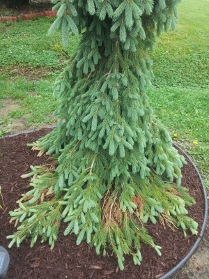 weeping white spruce damage2.jpg