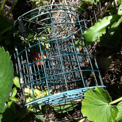 Reddest berries are in the central closer mesh cage