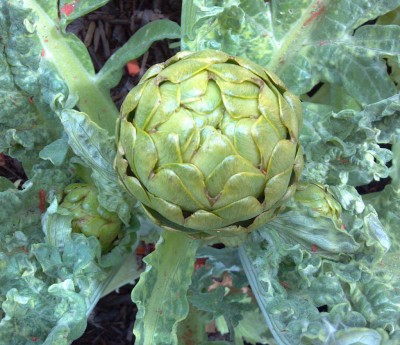 Emerald Artichoke