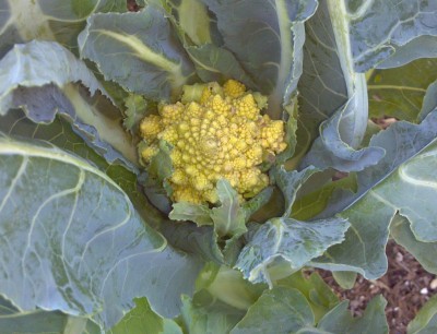 Tipoff Romanesco F1 Cauliflower