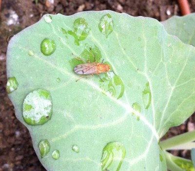 orange insect.jpg