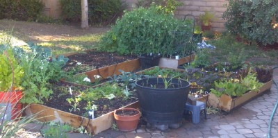 May 2nd - 6 weeks later.  The lettuce boxes were kicked out of the greenhouse and are vacationing here, awaiting completion of their new home.   Yes, the peas were a bear to harvest.  Next time, not so densely.  It's getting warmer, so I need to mulch as soon as the cool weather stuff is done.