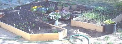 March 15th, one month after planting.  Herbs in the bottom center of the screen.  Clockwise around after the herbs: Baby Bok Choi; Swiss Chard; Osaka Purple Mustard; Spinach (4 kinds); Lacinato Kale; Carrots (5 kinds) Radishes (5 kinds); Beets (4 kinds) Globe Purple Top Turnips, Broccoli (2 purple, 3 green), Tipoff Romanesco Cauliflower, empty space with strawberry baskets sitting on it; Peas (4 kinds); Onions (2 kinds).  I said we were getting serious!  In the walkway are some store-bought flowers, because I didn't have enough plants yet.