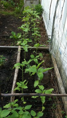 VGB sunflowers with watermelon