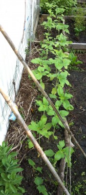 VGD sunflowers with cukes and beans