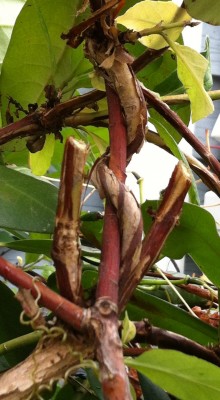 Honey suckle vine literally strangling the rhododendron