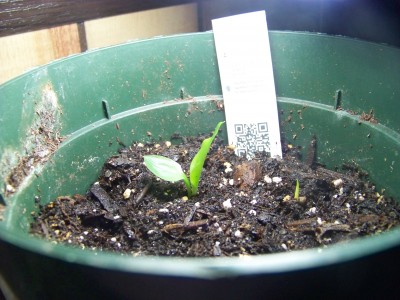 more calla lily sprouts