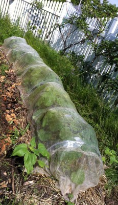 Squash are getting squashed under the tunnel