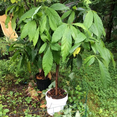 #2 Avocado in a 4 gal pickle bucket