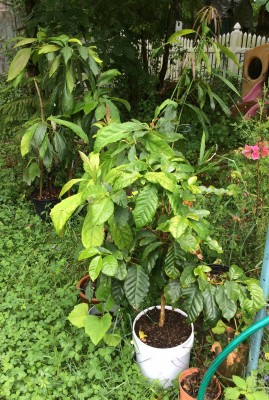 Coffee and Avocados plus Little Mango